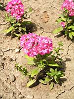 Phlox drummondii F1 'Grammy Pink & White' (1) (Photo F. Mrugala)